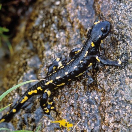 Франшиза salamander электрогитара купить валберис